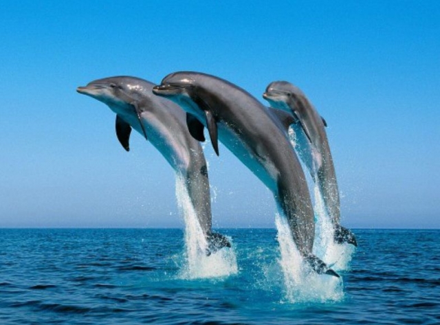 contempla el salto de los delfines